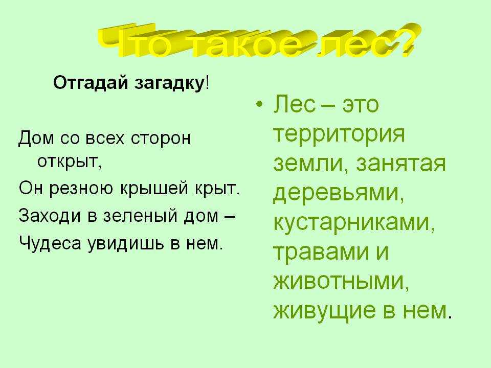 Загадки про лес для взрослых. удивительные загадки про лес