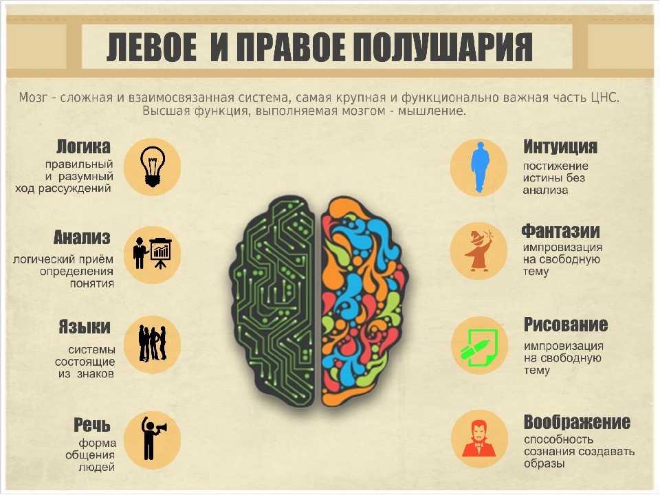 Мир мозговой асимметрии: леворукий ребенок в зазеркалье