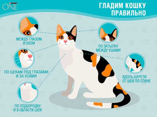 Нужно ли избегать кошачьего туалета и кошек беременным?