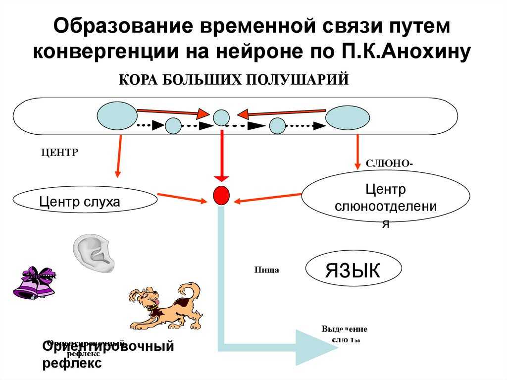 Физиология внд: рефлексы, особенности внд