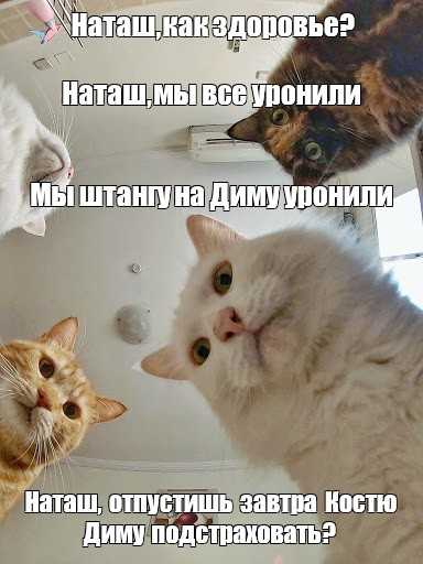 Кошка мем где деньги