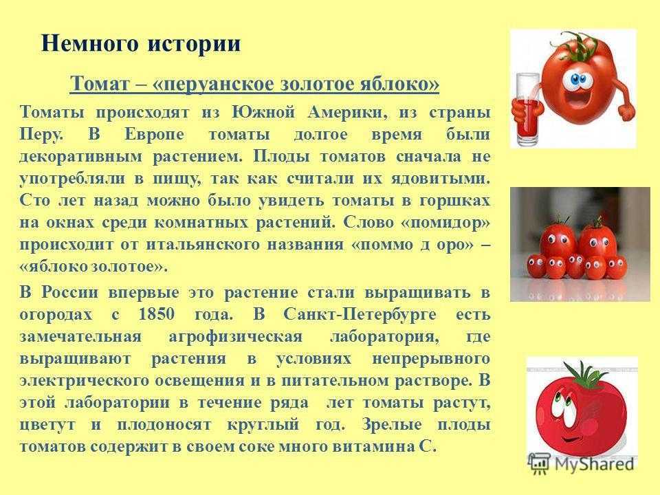 Томат и помидор – что это такое и отличия - premudrosty.ru