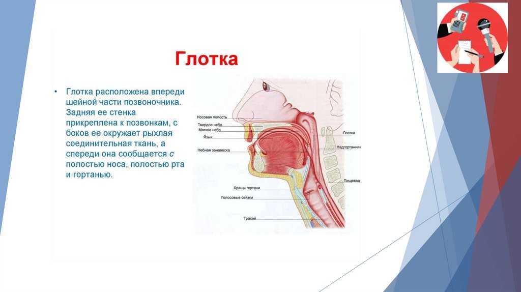 Автоматизация звука ж в словах. игры на автоматизацию звука ж