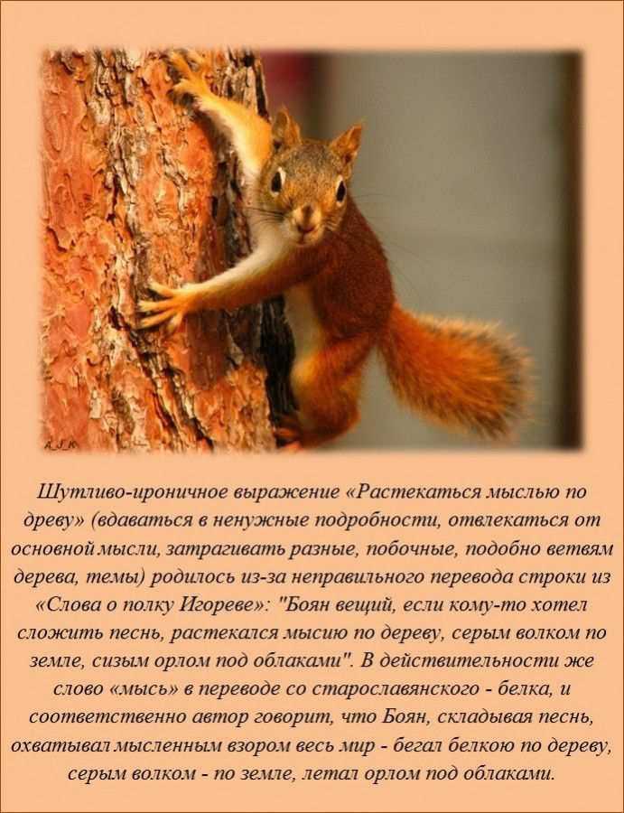 Растекаться мыслью по дереву похвала скромность древность. растекаясь мысью по древу