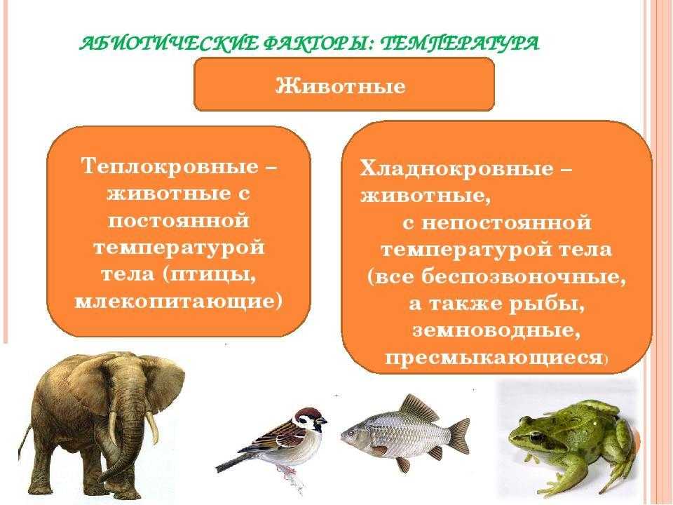 Паронимы | теория | теория | решутест. продвинутый тренажёр тестов