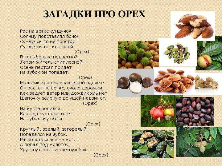 ✅ миндаль горький: полезные свойства и противопоказания к применению, чем отличается от сладкого - tehnoyug.com