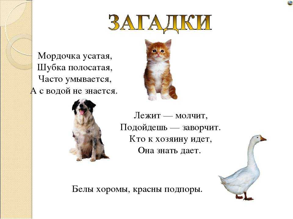 Загадки про животных с ответами для 2-3 класса