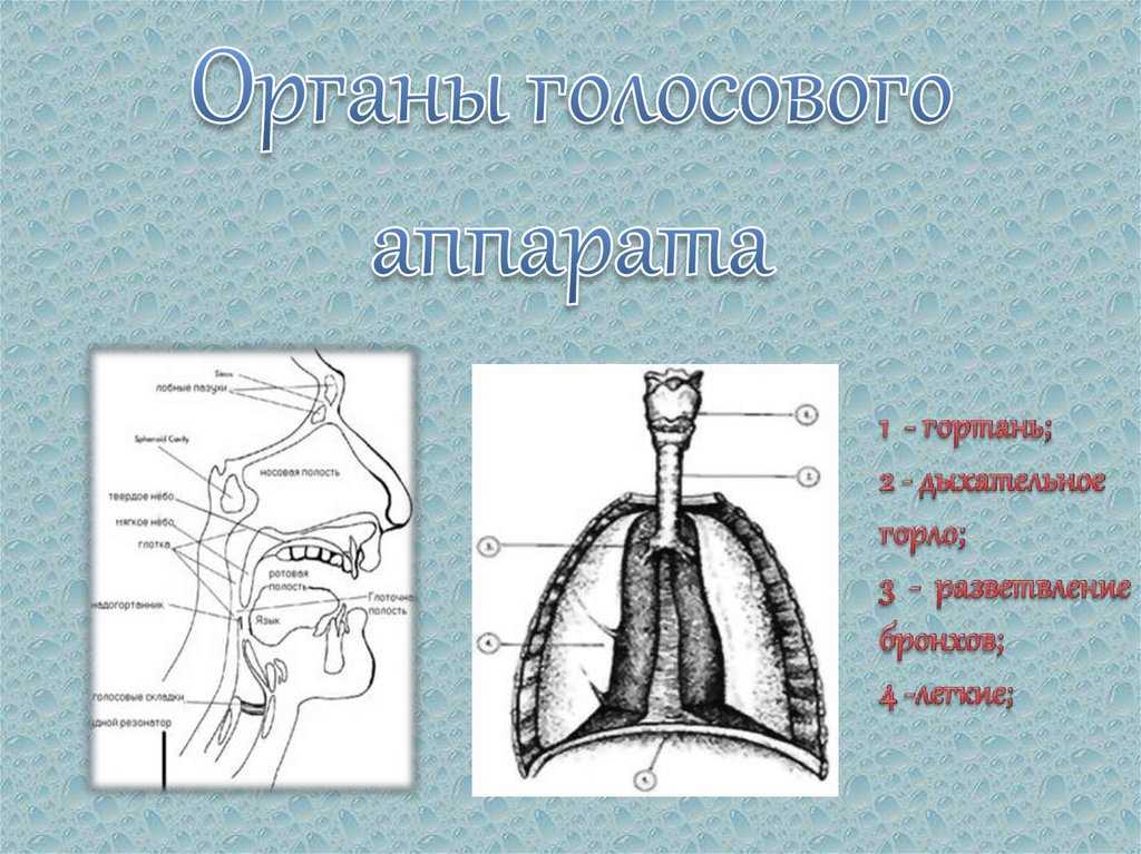 Автоматизация звука «ж»