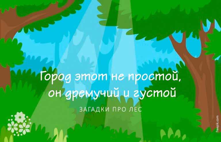 Загадки про лес с ответами - я happy мама