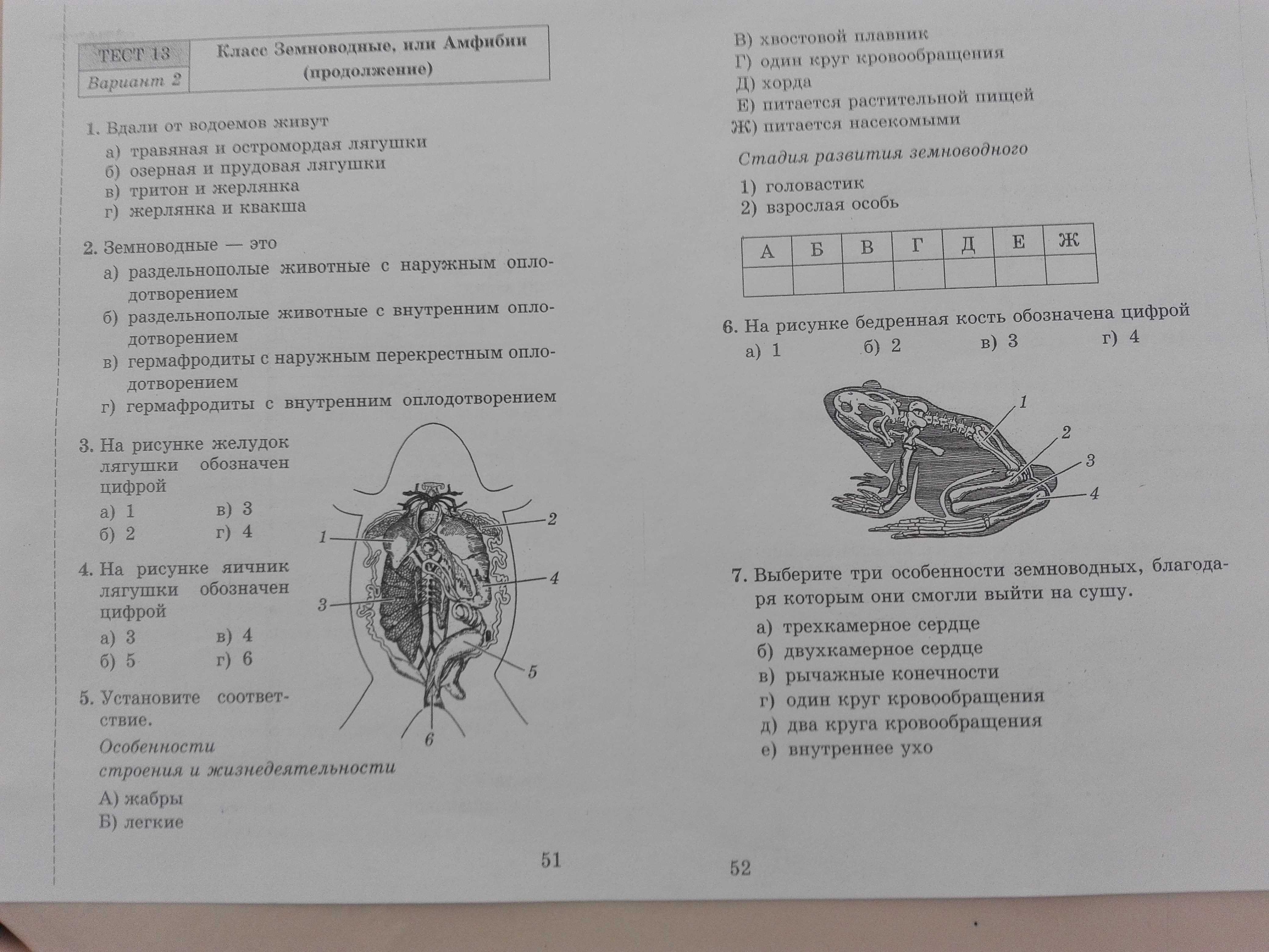 Как выглядит скелет. пластическая анатомия скелет человека