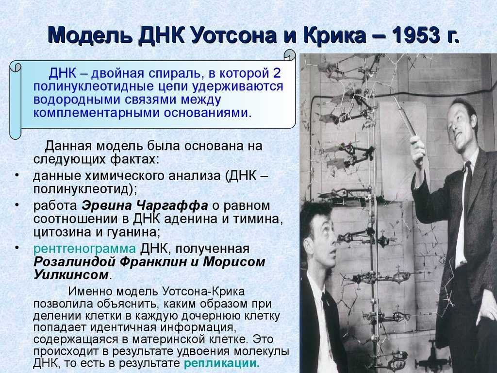 Фрэнсис крик – один из первооткрывателей структуры днк