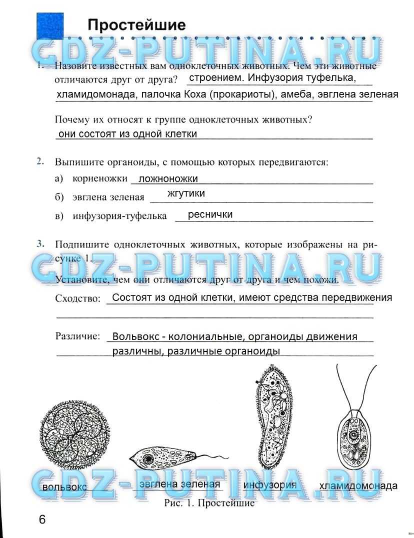 Скелет туловища презентация, доклад