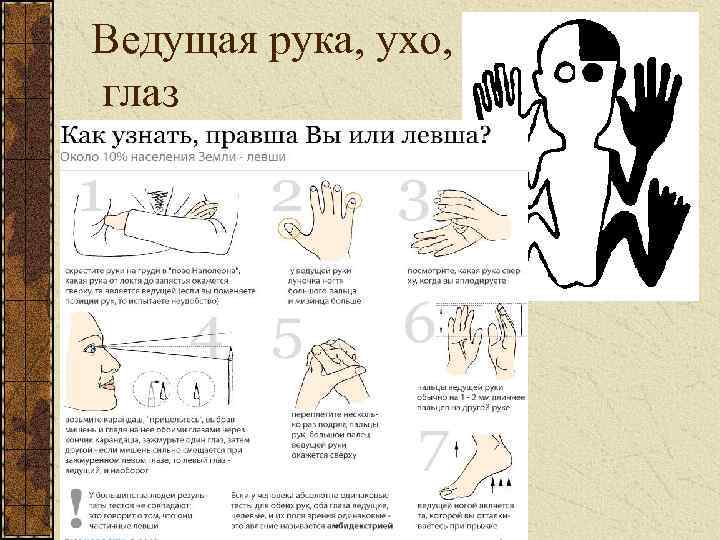 Правша или левша: как определить ведущую руку ребенка