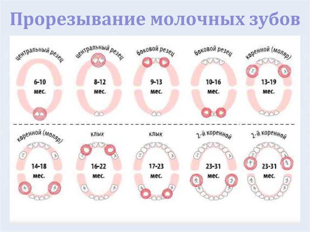 Порядок прорезывания зубов