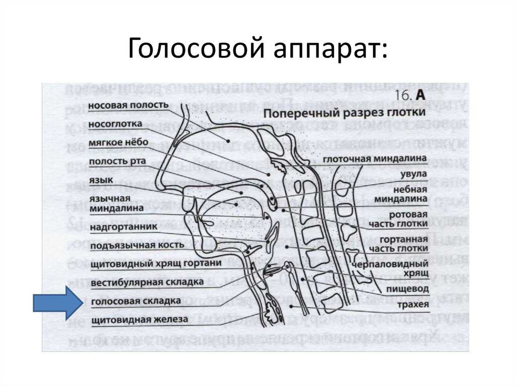 Нарушение речи у детей и взрослых - причины, лечение