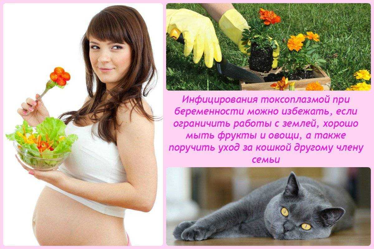 Почему беременным нельзя гладить кошек и какими болезнями можно заразиться?