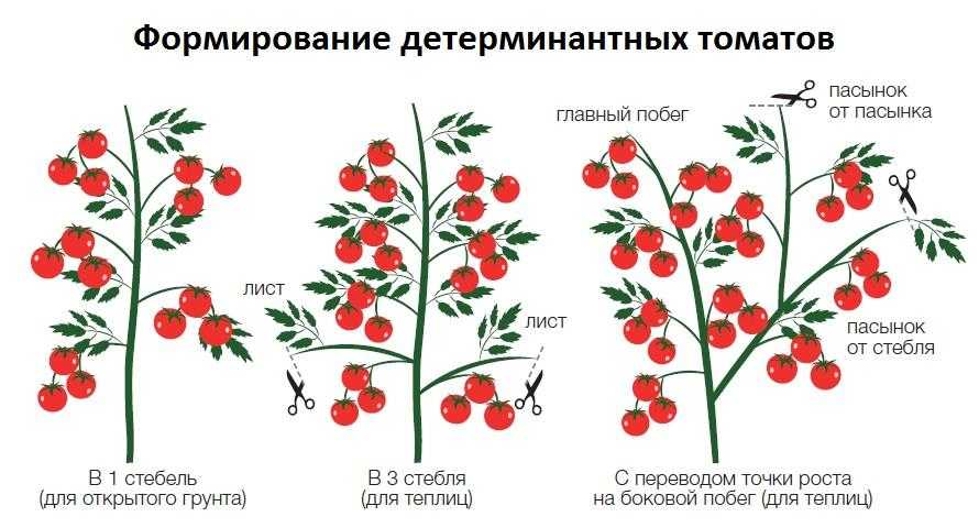 Помидор или томат как правильно называется этот овощ?