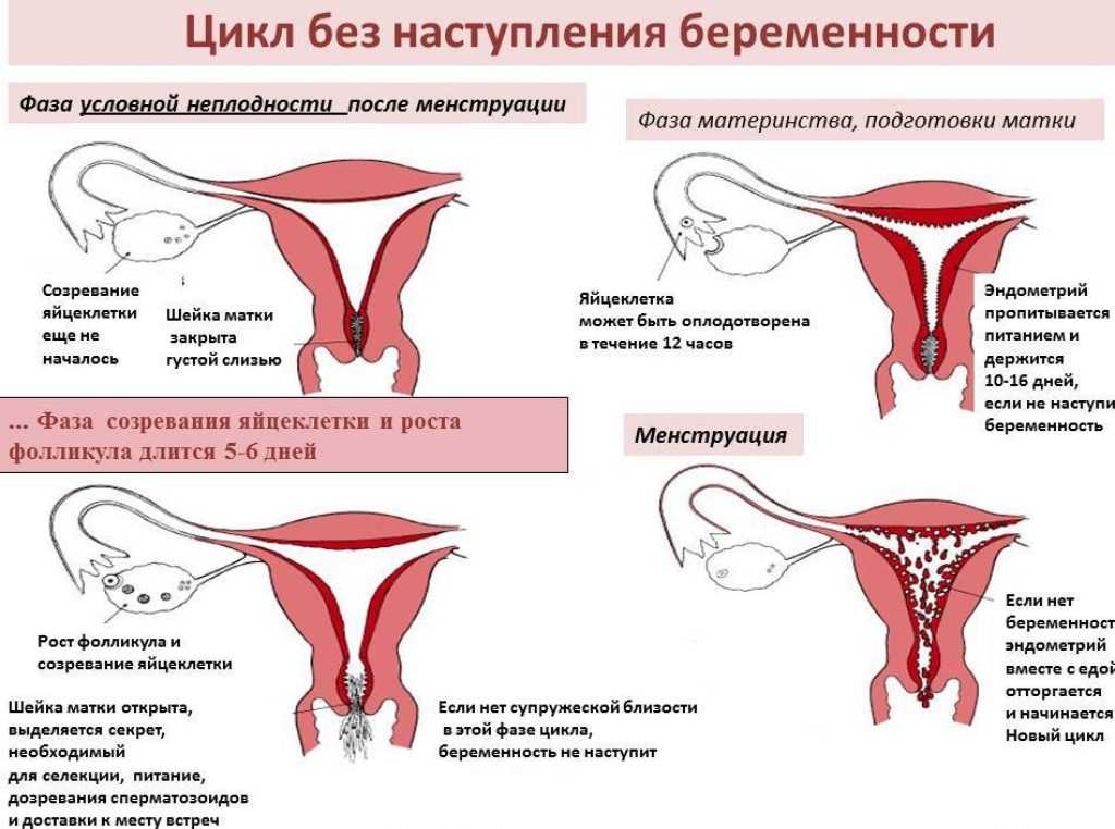 С какого возраста можно заниматься сексом: по закону, мнение психологов