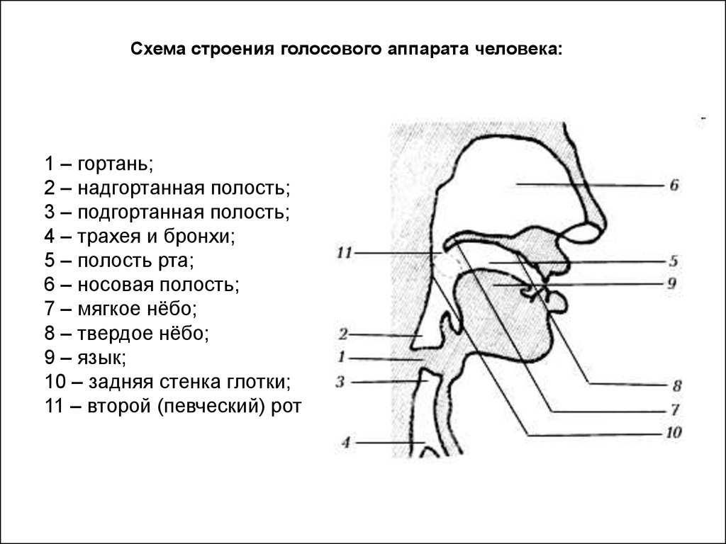 Голосовой аппарат человека