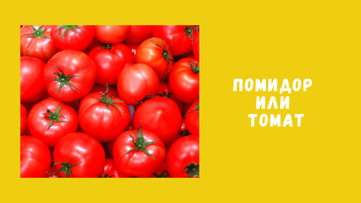 Семена томатов или помидоров - у дачки