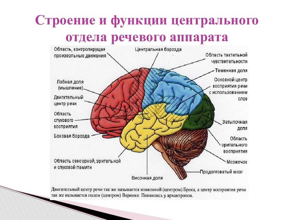 Речевой аппарат: как происходит формирование звуков речи. как возникает звук? как возникает звук для детей