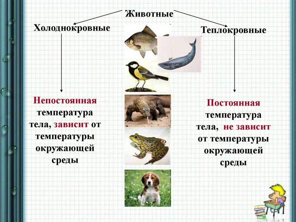 Чем отличается хладнокровное животное от теплокровного?