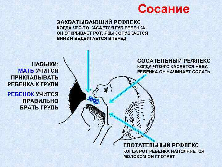 Ахалазия пищевода и кардии (кардиоспазм) - симптомы и лечение