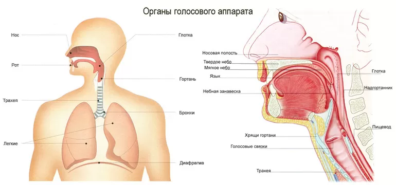 Сонорные согласные звуки русского языка в таблице – что это такое кратко