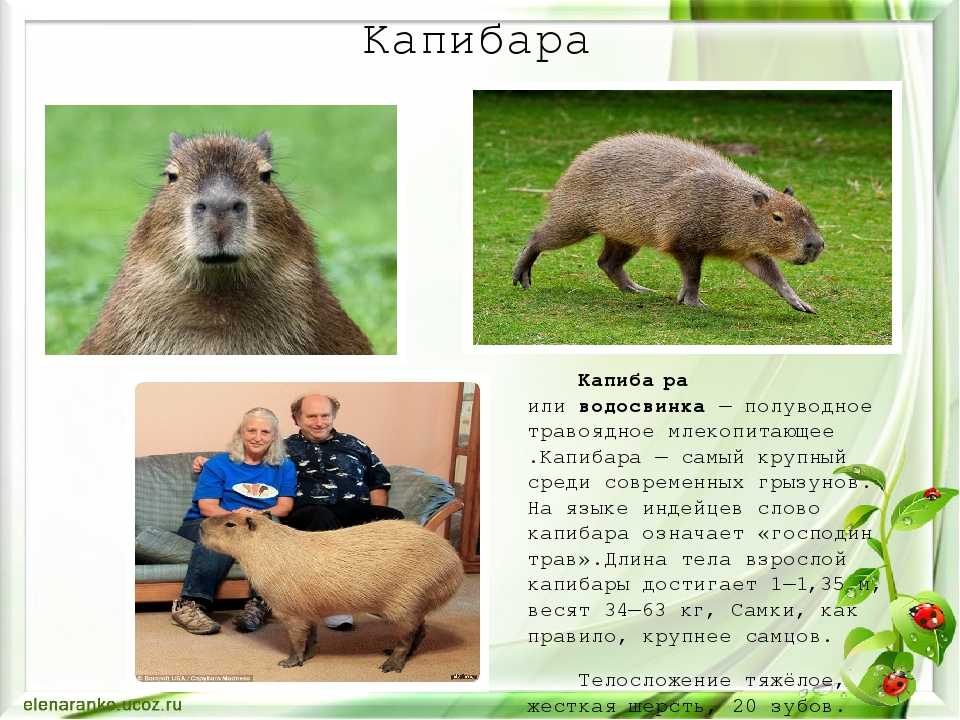 20 интересных фактов о капибарах
