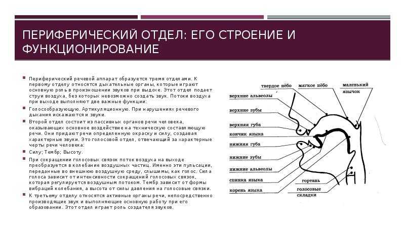 Орган в котором происходит речь. речевой аппарат: как происходит формирование звуков речи. центральный аппарат и его строение