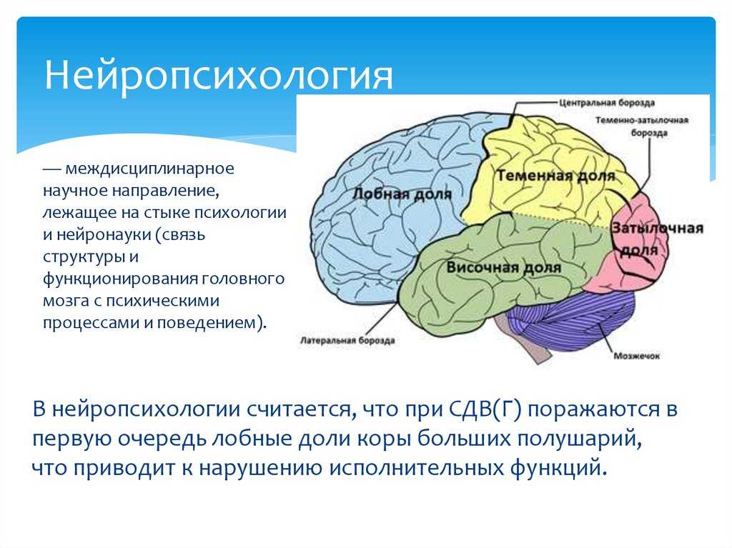Современные педагоги психологи врачи считают что не надо Почему Спросим нейропсихолога