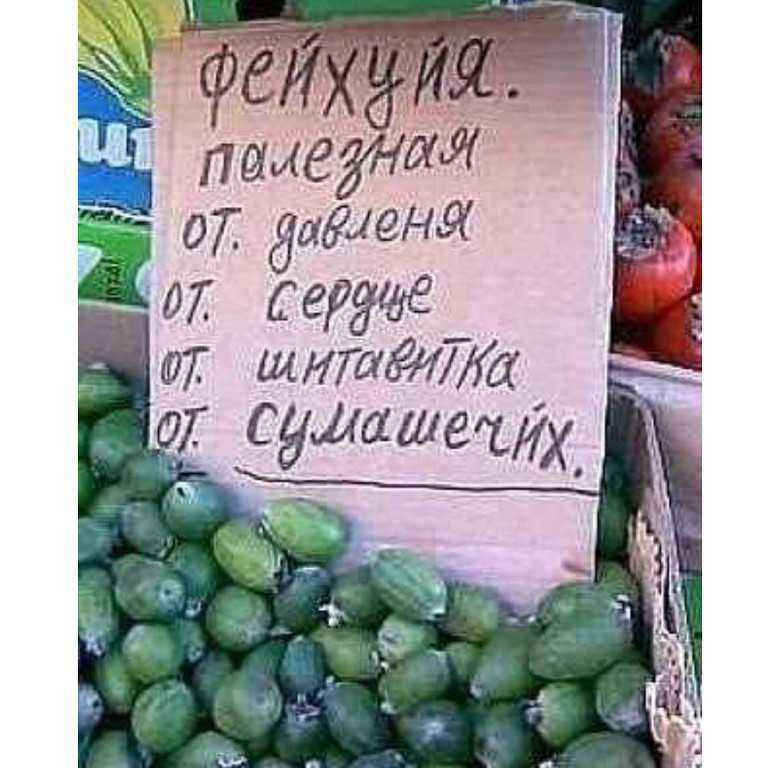 Фейхоа это фрукт или ягода — где растет и как выглядит