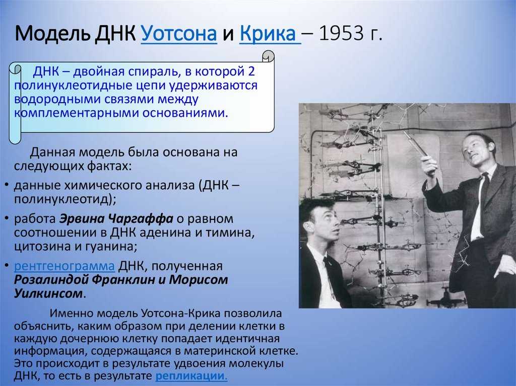 Как была открыта структура днк
как была открыта структура днк