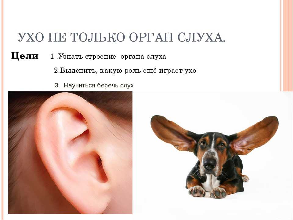 Навострить уши держать ухо востро. значение востро: держать ухо востро в полном орфографическом словаре русского языка. с кгб надо держать ухо востро