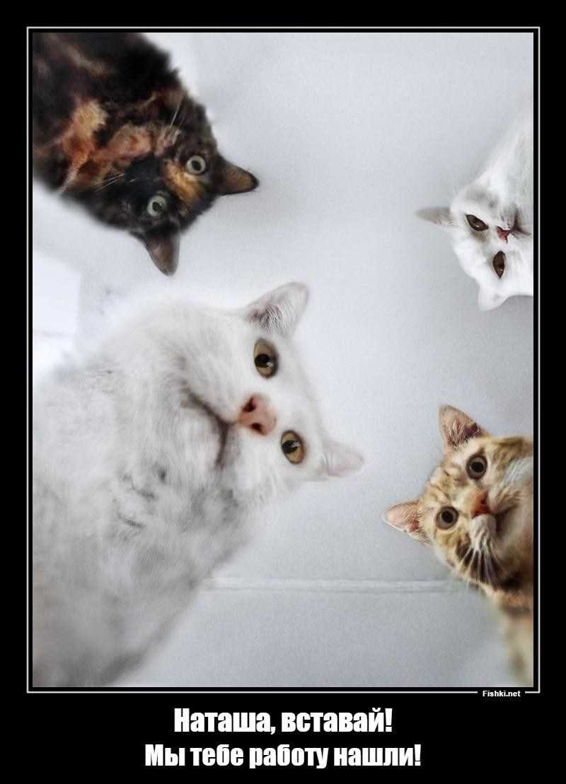 Кошка мем где деньги » собачки и кошечки