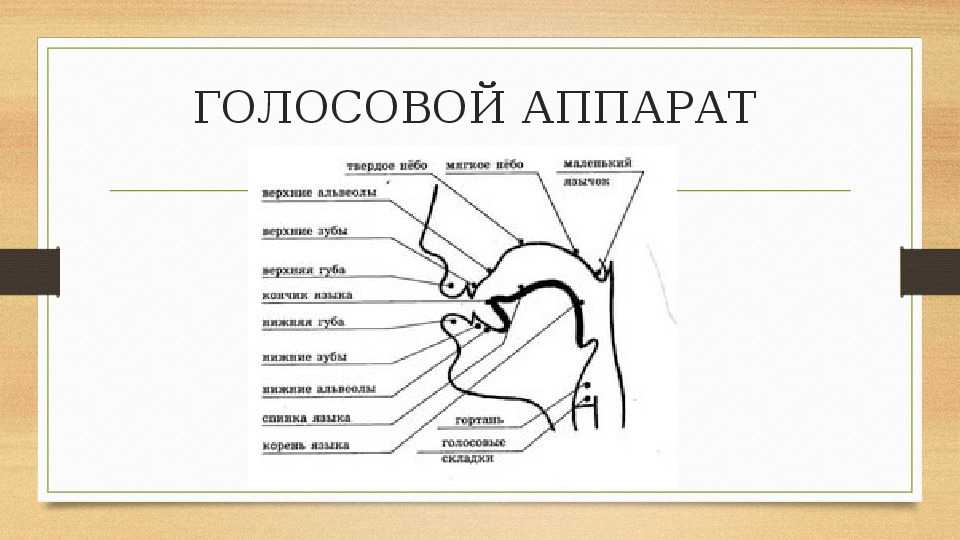 Согласные звуки