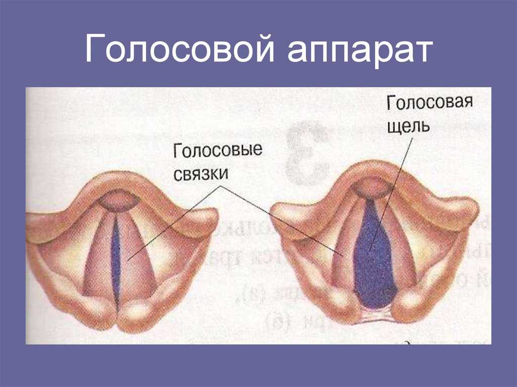 Постановка и автоматизация звука ж в слогах, словах, предложениях, стихах