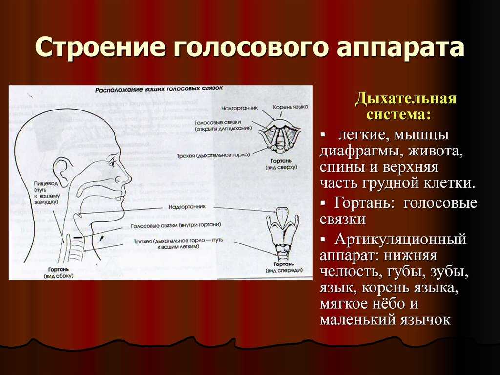 Реферат «устройство голосового аппарата и принципы его работы». воспитателям детских садов, школьным учителям и педагогам - маам.ру