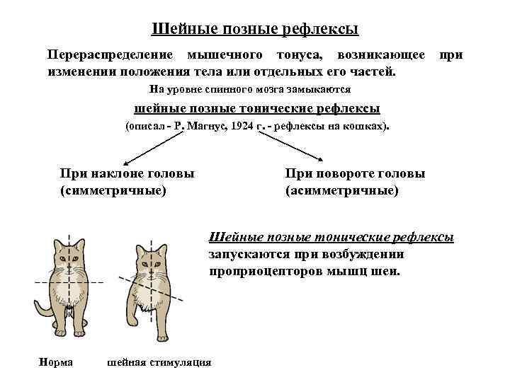 Клиническая картина дцп - тонические рефлексы