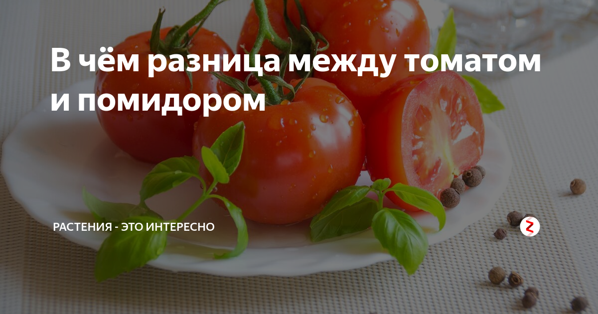 Томат и помидор разница — сад и огород