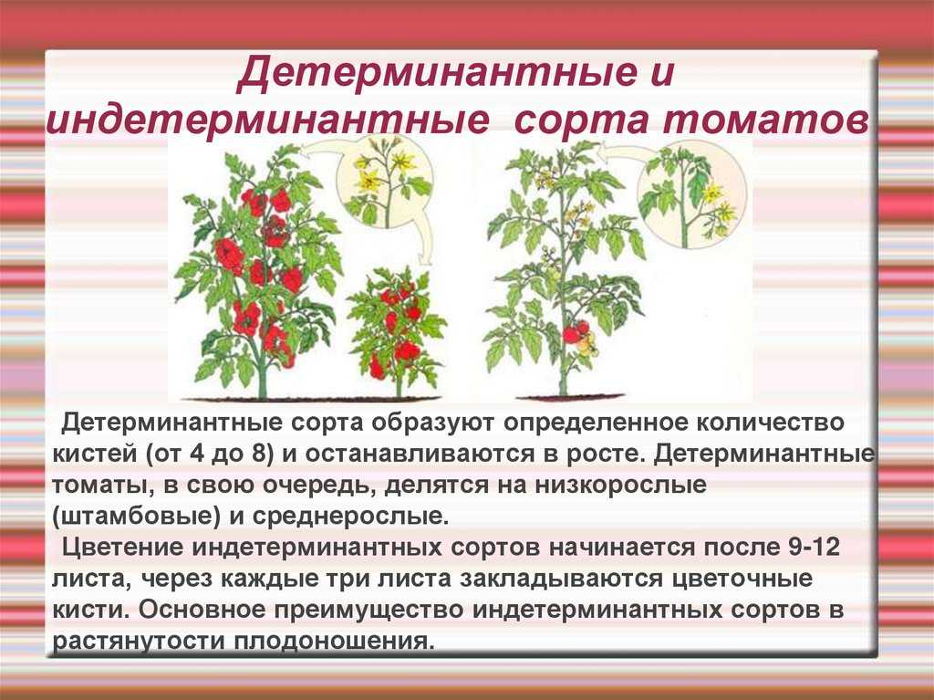 Все о русских словах "помидор" и "помидоров": правила употребления и различия