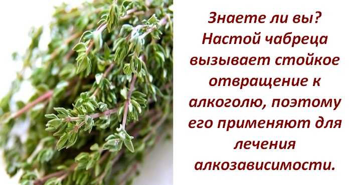 Чабрец – душистая приправа с магическими свойствами