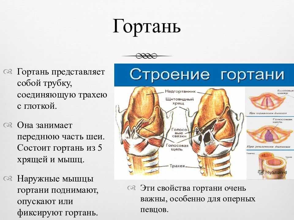 Фонопедические упражнения для восстановления голоса