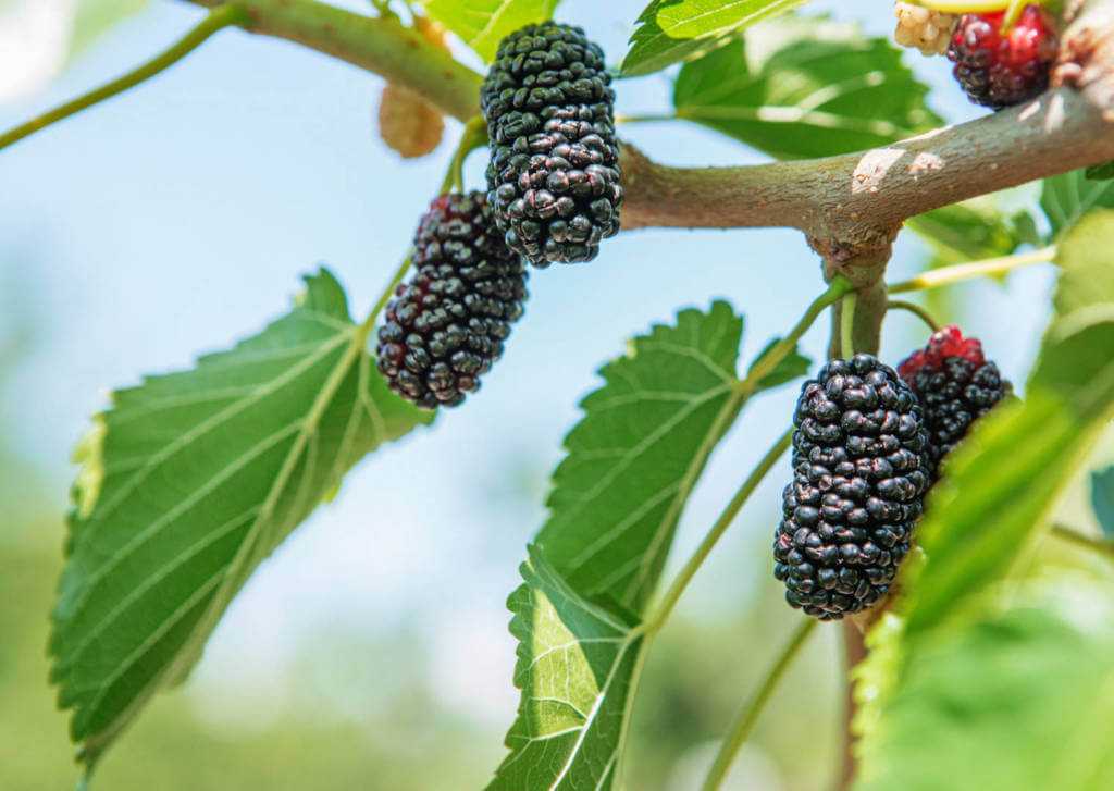 Ягода похожая на смородину но без вкуса. названия черных ягод, полезных и опасных для здоровья. что делать при отравлении