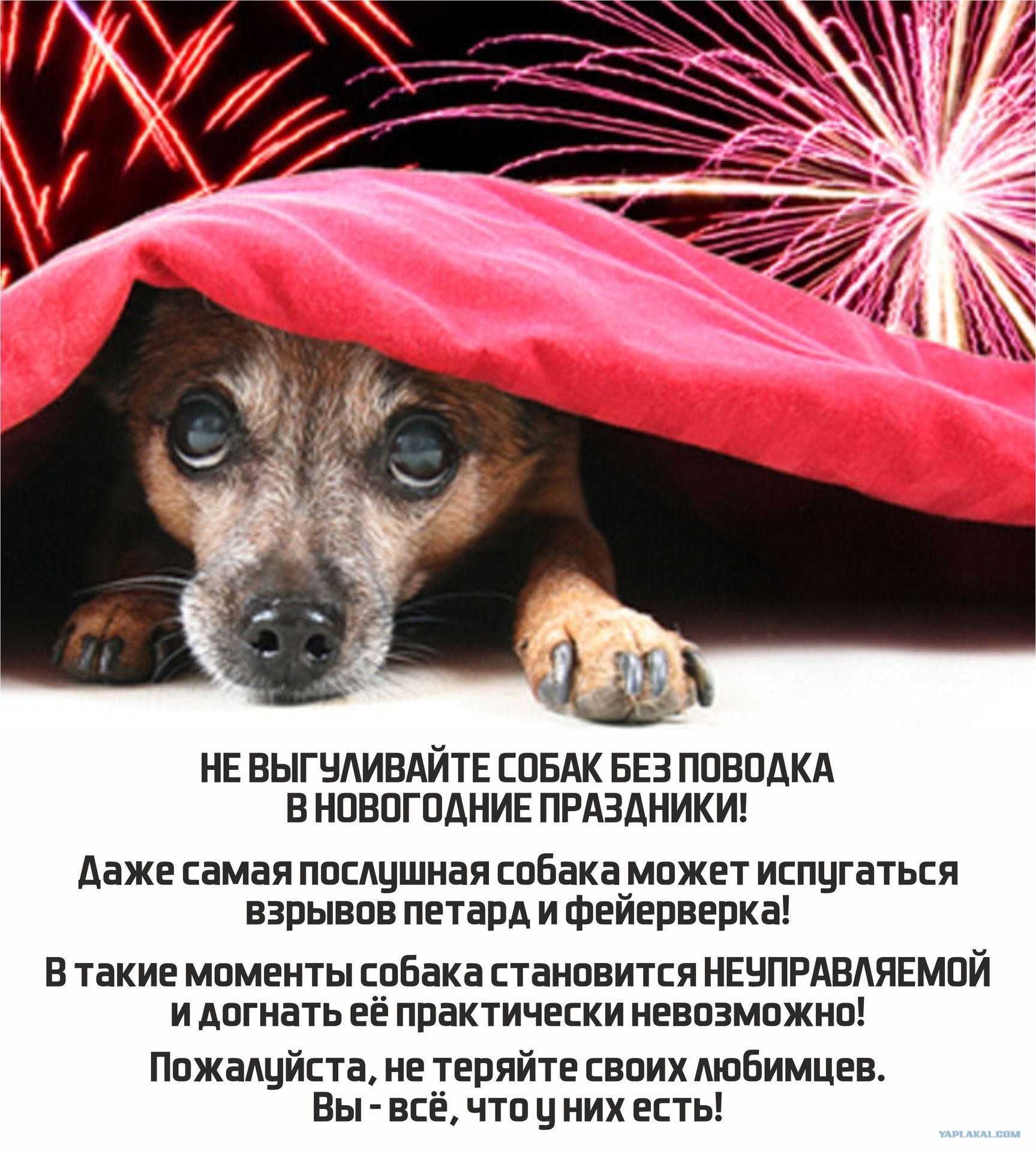 Запрет на фейерверки в 2024 году: новые правила для безопасности | медведевская районая организация профессионального союза
