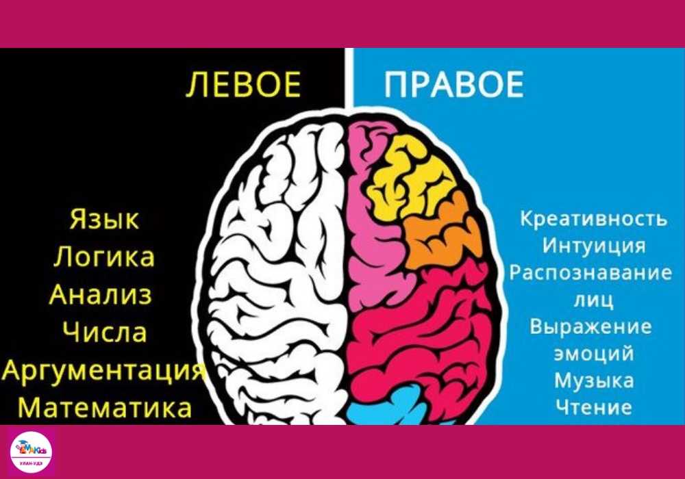 Советы родителям с ребенком у которого развито правое полушарие мозга