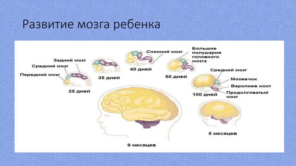 Кинезиологические упражнения для детей дошкольного возраста: умная гимнастика