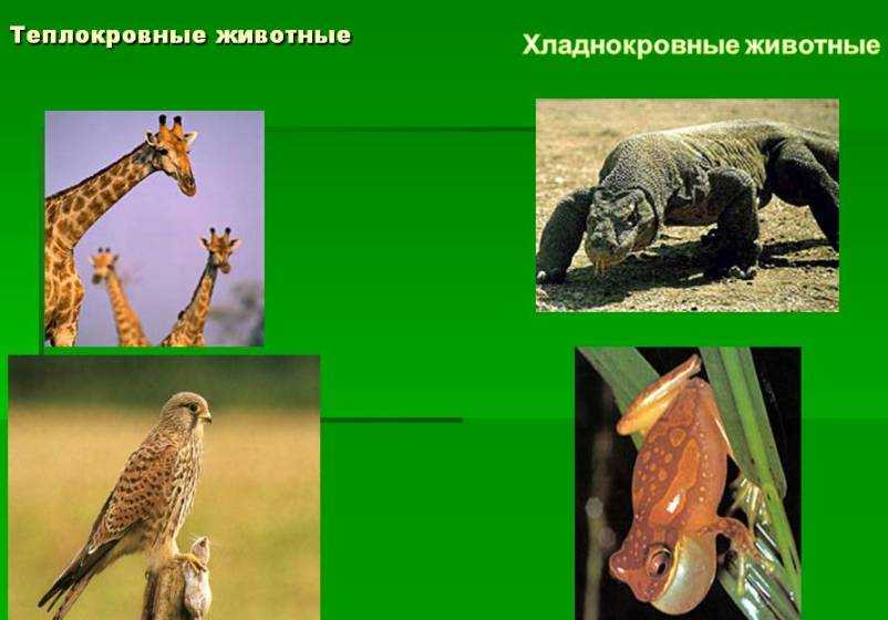 Паронимы - это... определение и примеры