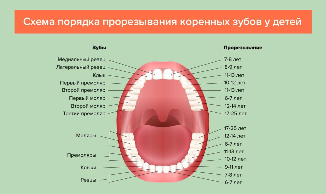 Прорезывание зубов: порядок, сроки, повышенная температура   | материнство - беременность, роды, питание, воспитание
