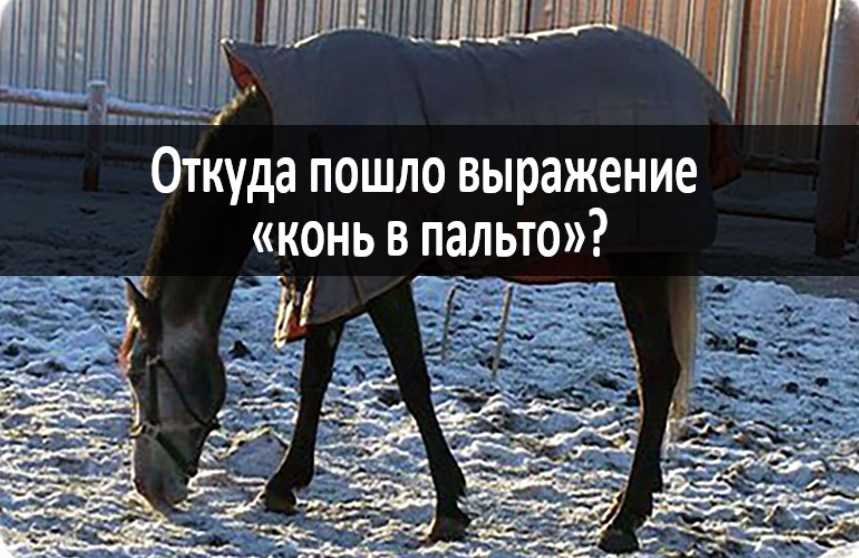Выражение без обиняков. что означает выражение "говорить обиняками"? как использовать в речи